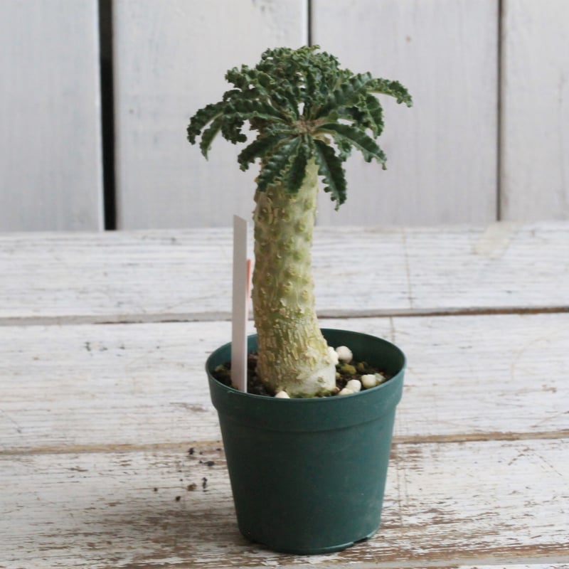 ドルステニア ラブラニー④ | hanayoshi-botanical