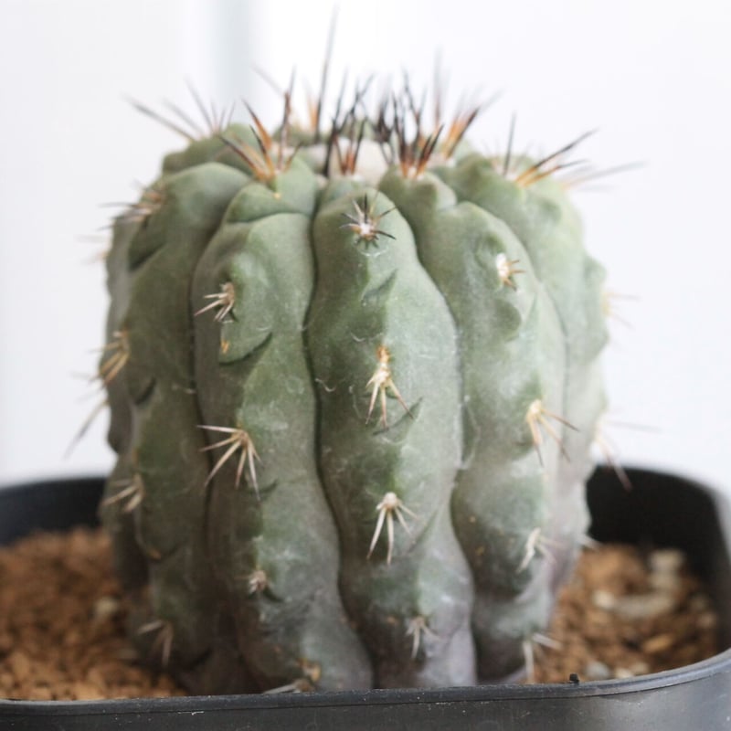 コピアポア アルチコスタータ（実生） | hanayoshi-botanical