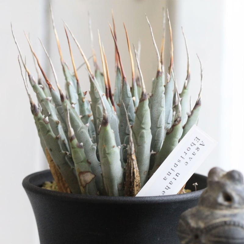 アガベ ユタエンシス エボリスピナ | hanayoshi-botanical