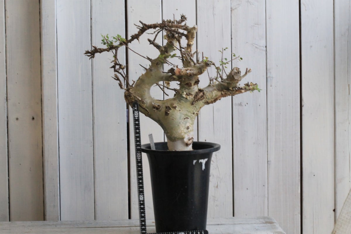 【本日まで】入手困難 希少 現地球 コミフォラ カタフ コミフォラ カタフ ターカネンシス 現地球 | hanayoshi-botanical