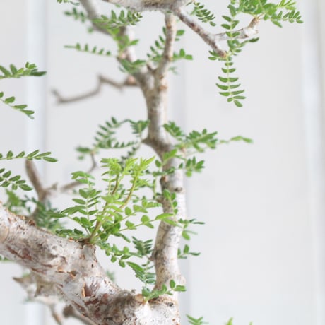 Commiphora　モンストローサ