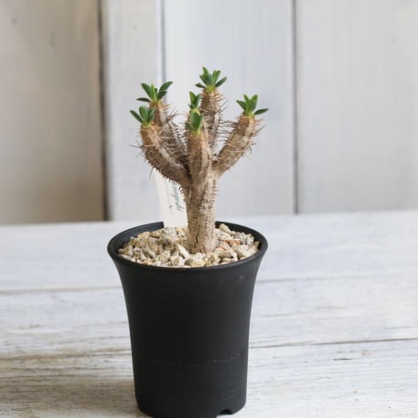 Euphorbia　ギラミニアナ
