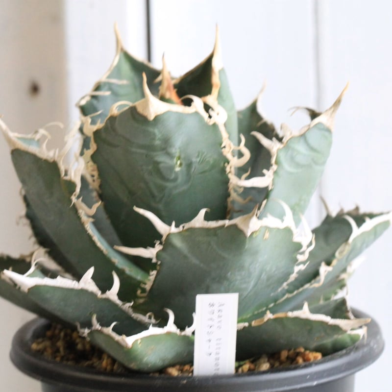 チタノタ　アガベ　4点セット　ハイブリッド　寛葉　ジャガー　ホワイトシャーク チタノタ アガベ 4点セット ハイブリッド 寛葉 ジャガー