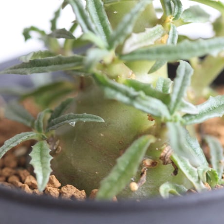 ドルステニア　クリスプム