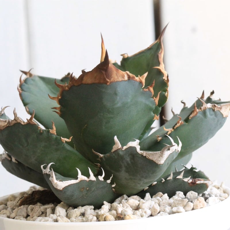 アガベ チタノタ 西黒刺 | hanayoshi-botanical