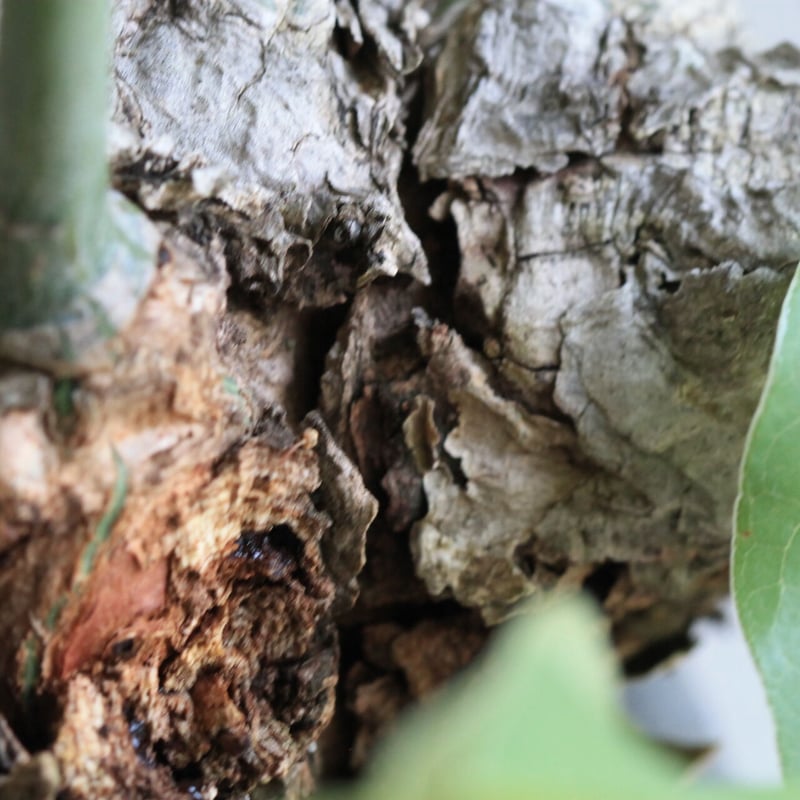 ボンバックス エリプチカム | hanayoshi-botanical