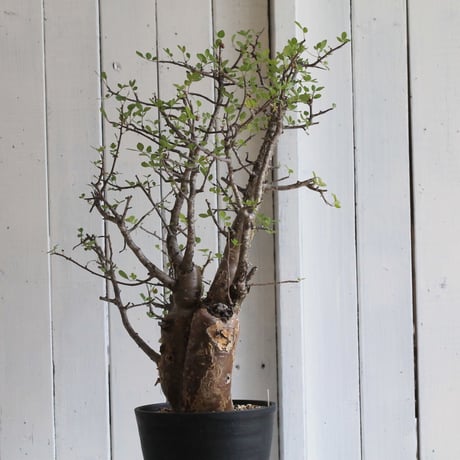 Bursera ファガロイデス