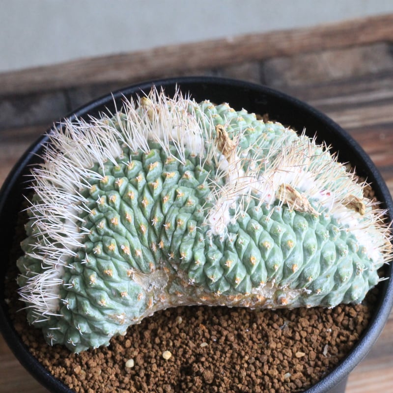 ストロンボカクタス 菊水綴化 | hanayoshi-botanical ストロンボカクタス 菊水綴化 | hanayoshi-botanical
