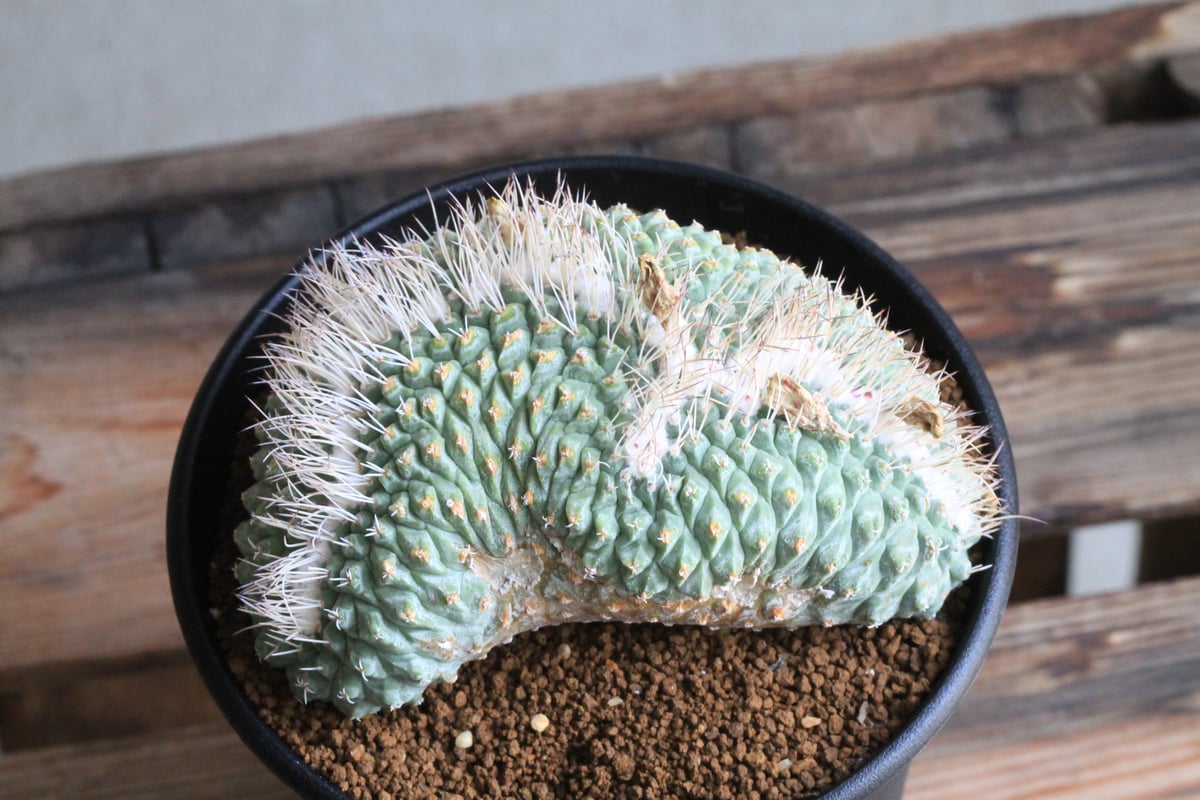 菊水　綴化株 サボテン：ストロンボカクタス 菊水 綴化 ツギ*幅17cm 現品！一品限り