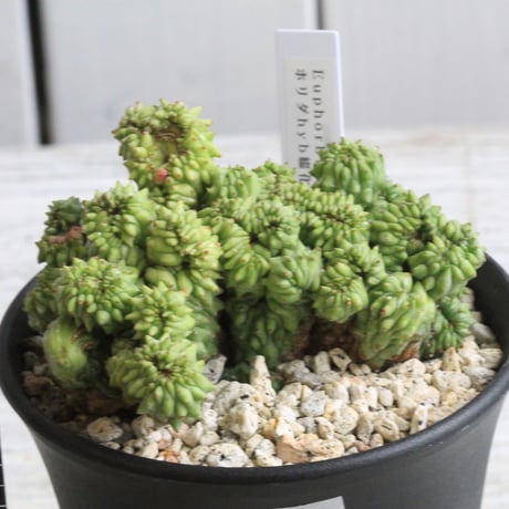 CATEGORY ユーフォルビア | hanayoshi-botanical CATEGORY ユーフォルビア | hanayoshi-botanical