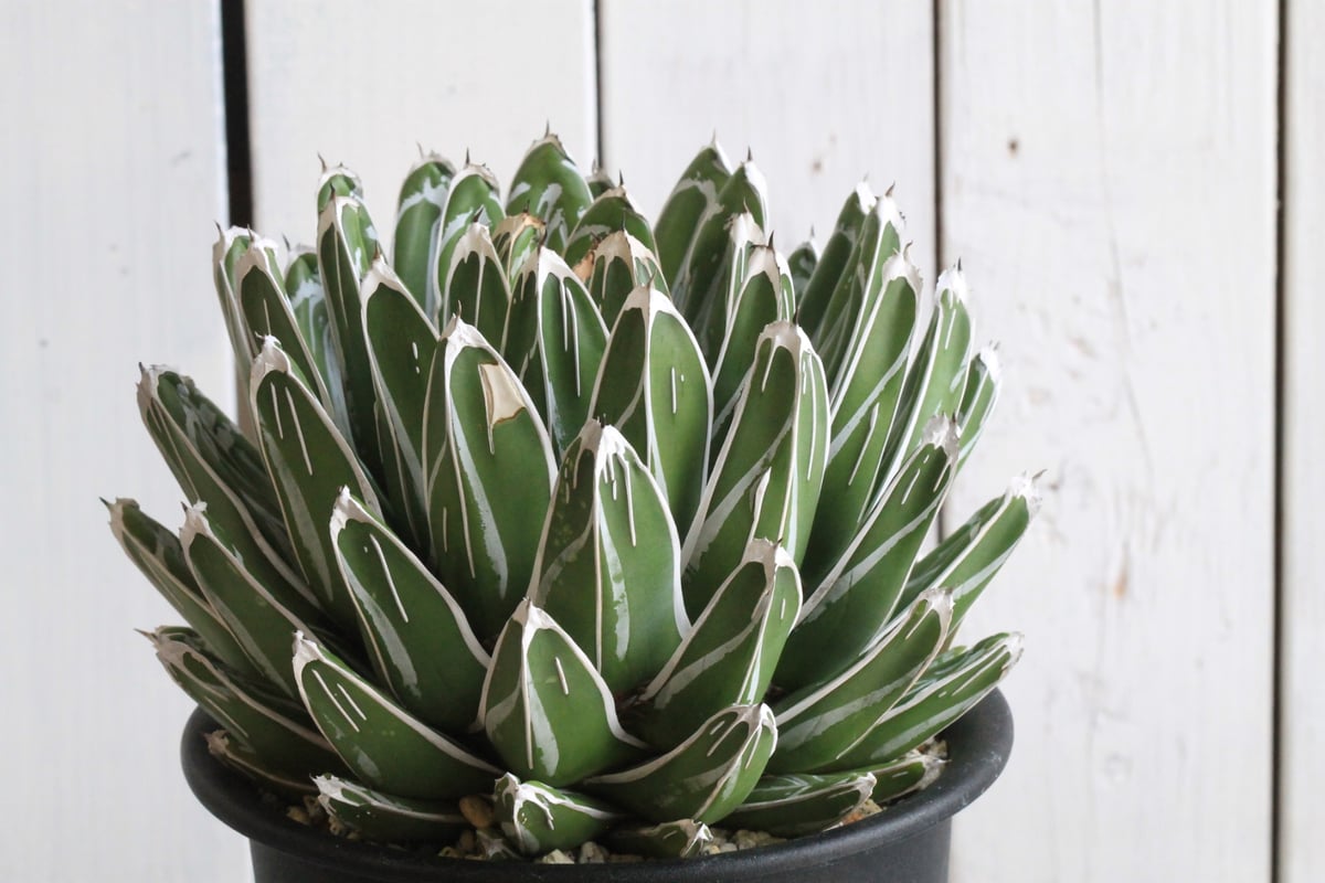 アガベ ビクトリアン・レジーナエ・コンパクタ | hanayoshi-botanical