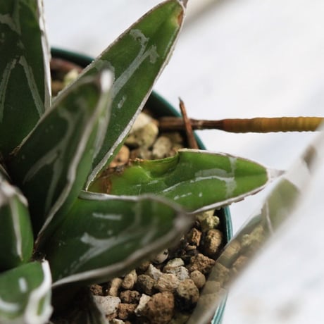 Agave 児玉姫笹の雪