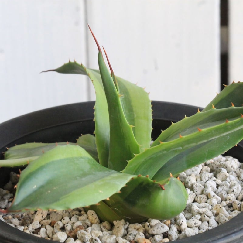 agave アガベ オバティフォリア錦 SP 覆輪斑 ③ agave アガベ