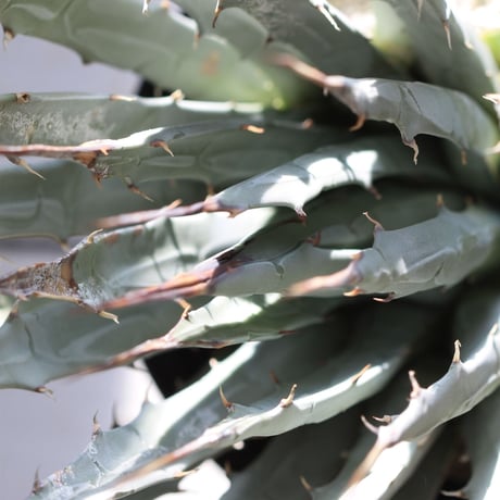 Agave ユタエンシス エボリスピナ