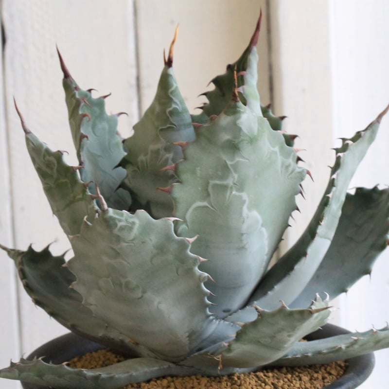 アガベ パラサナ×コロラータ | hanayoshi-botanical