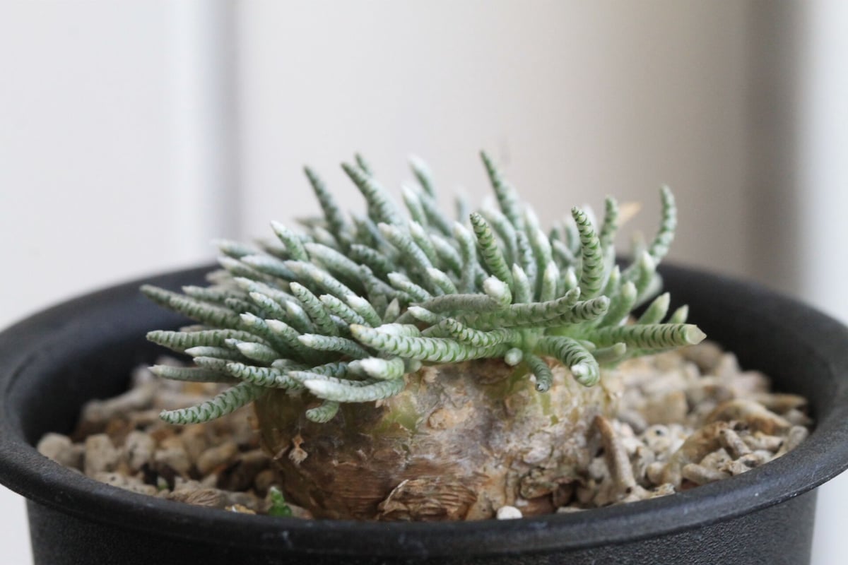 アボニア クイナリア | hanayoshi-botanical