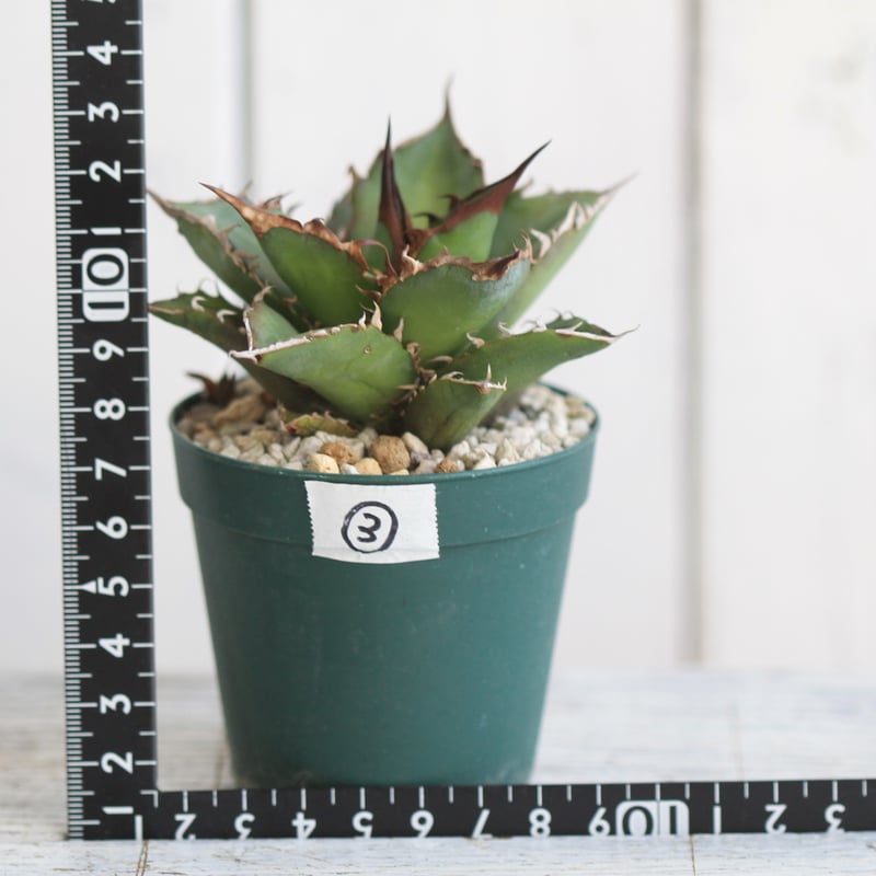 アガベ チタノタ FO76 EUSM02 | hanayoshi-botanical アガベ チタノタ FO76 EUSM02 | hanayoshi-botanical