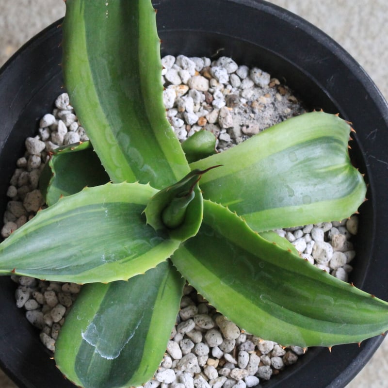 アガベ オバティフォリア キラー | hanayoshi-botanical