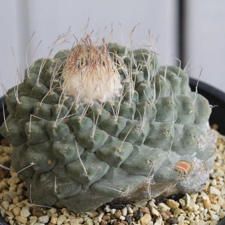 ストロンボカクタス　菊水