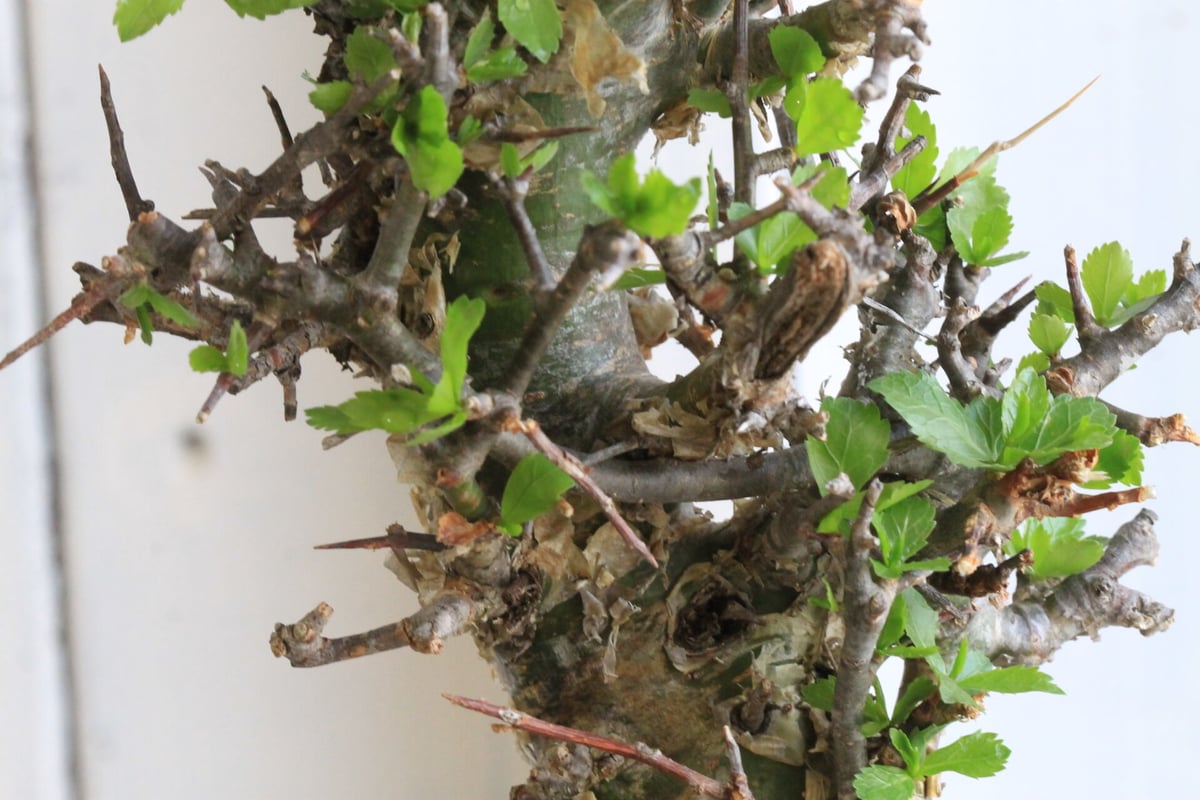 コミフォラ　ミルラ Commiphora myrrha / コミフォラ ミルラ 【微発根】 | GREEN MON