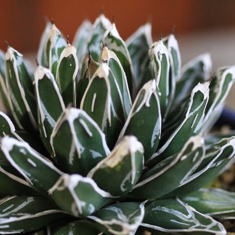 agave victoriae-reginae 児玉姫笹の雪