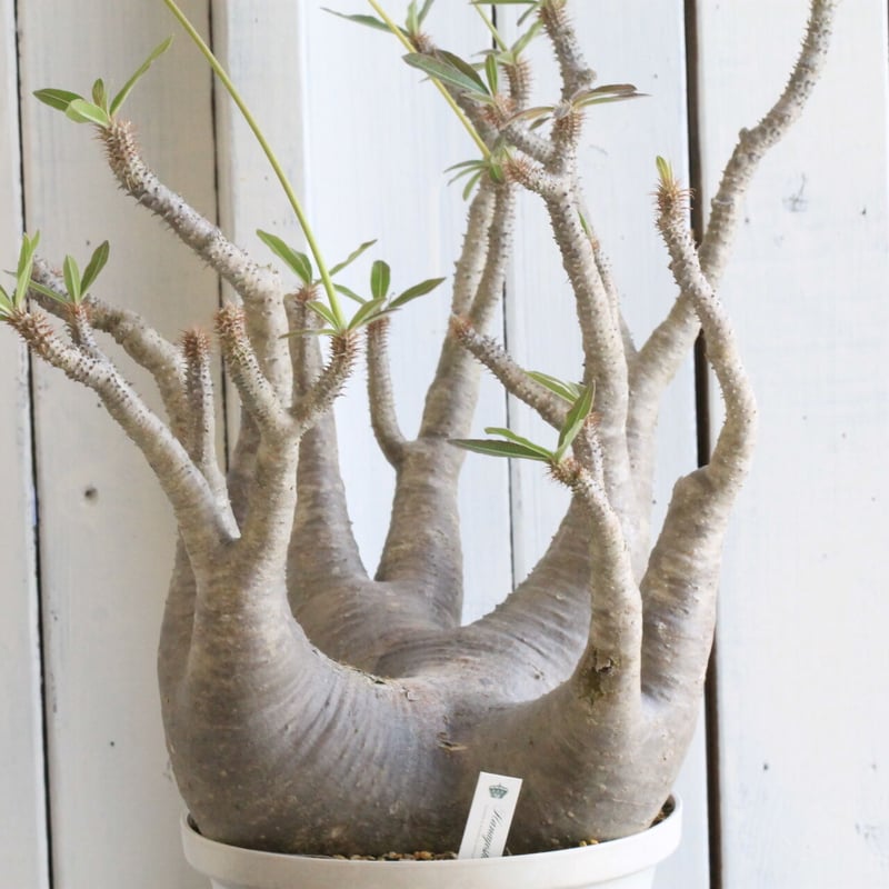 パキポディウム マカイエンセ | hanayoshi-botanical