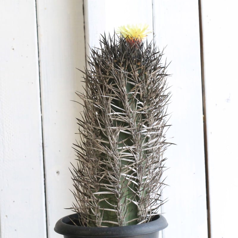 アストロフィツム 大鳳玉 | hanayoshi-botanical