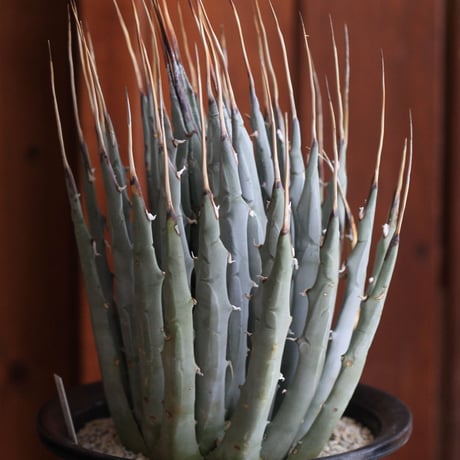 Agave　ユタエンシス　エボリスピナ
