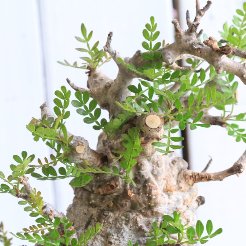 1オペルクリカリア パキプス | hanayoshi-botanical