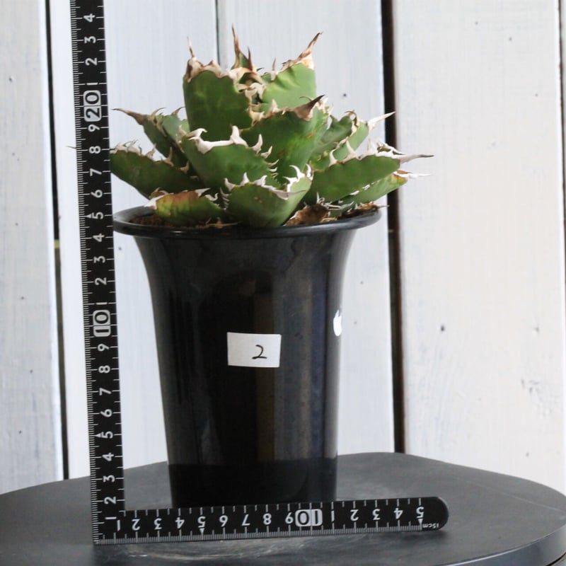 アガベ チタノタ(強刺） | hanayoshi-botanical