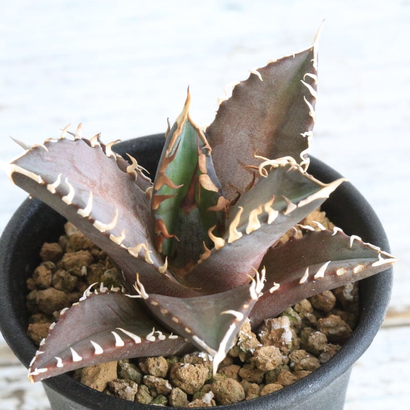 アガベ チタノタ レッドキャットウィーズル 赤猫 | hanayoshi