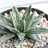 アガベ オバティフォリア キラー | hanayoshi-botanical