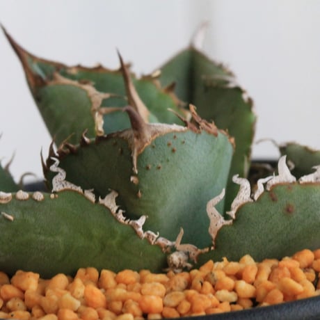 スタッズタイプ | STORES