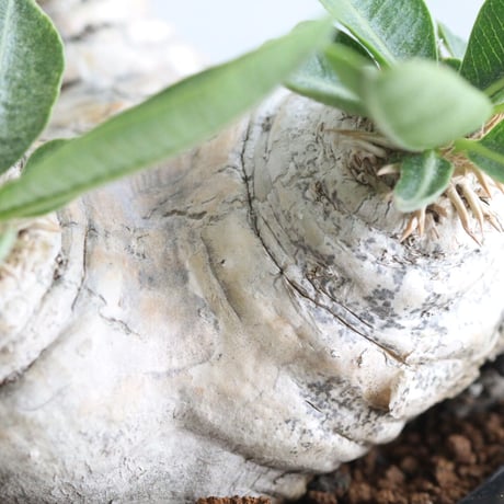 pachypodium エブレネウム