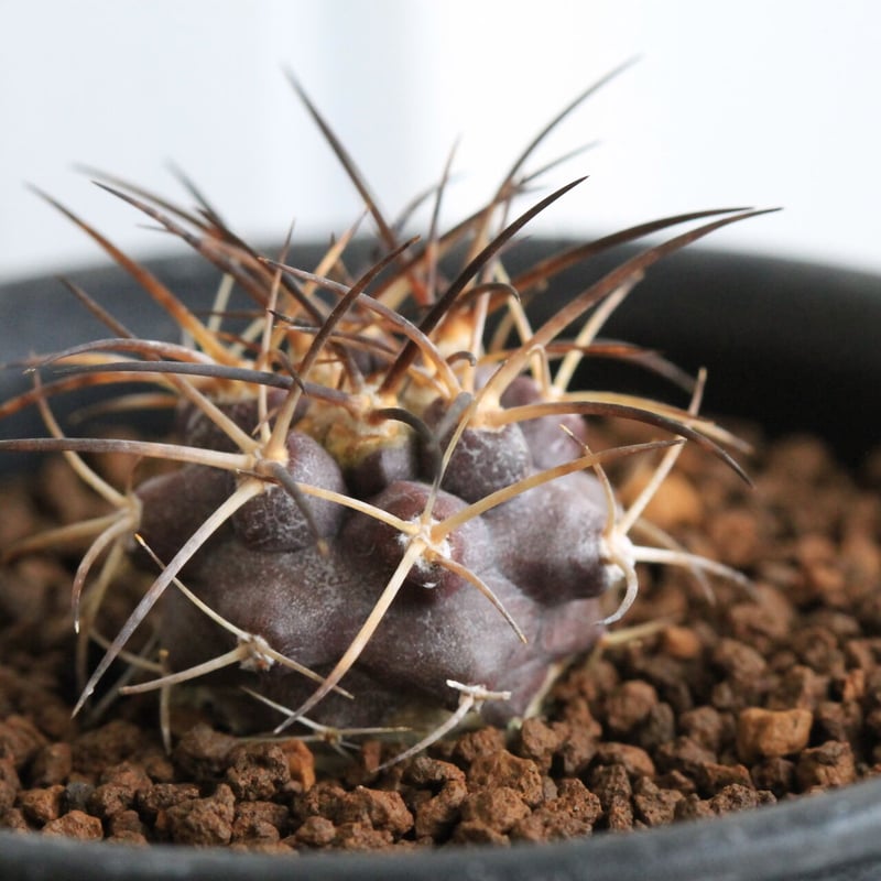 EMP コピアポア グリセオビオラセラ×デュラ 錦 実生 / CT455 EMP コピアポア グリセオビオラセラ×デュラ 錦 実生 / CT455