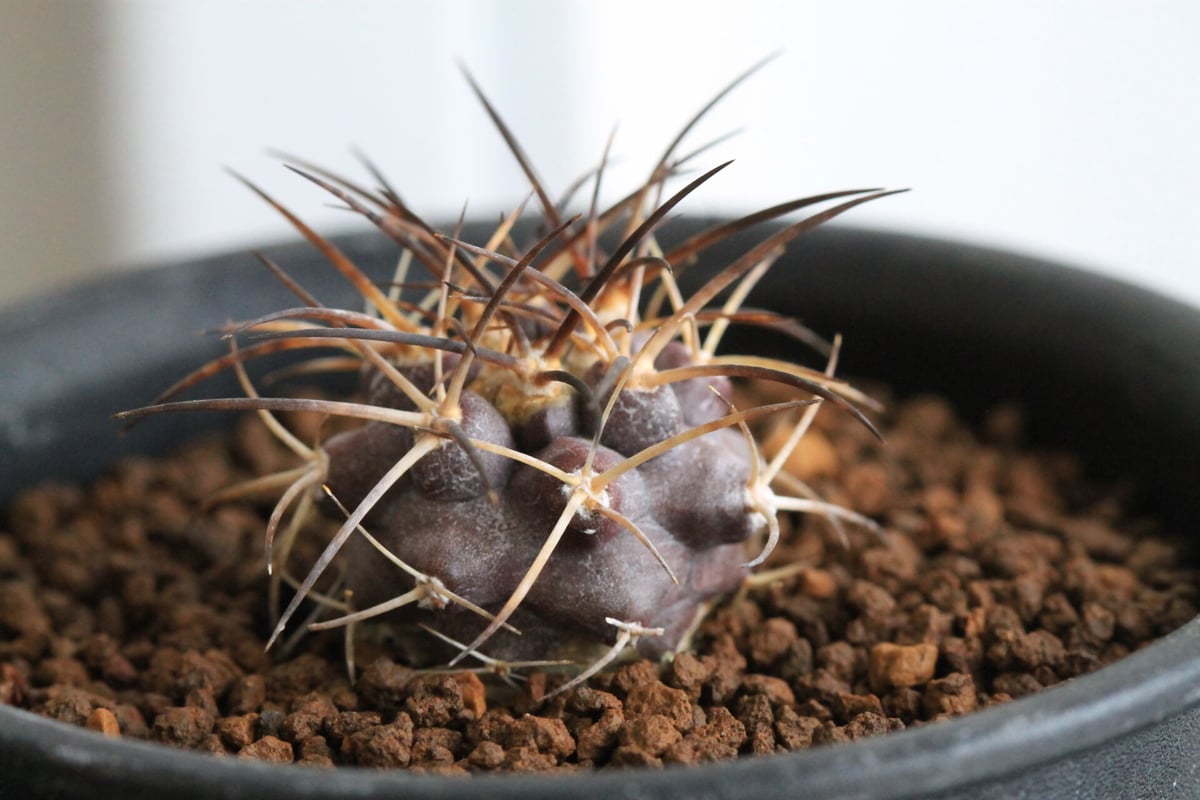 コピアポア グリセオビオラセア | hanayoshi-botanical