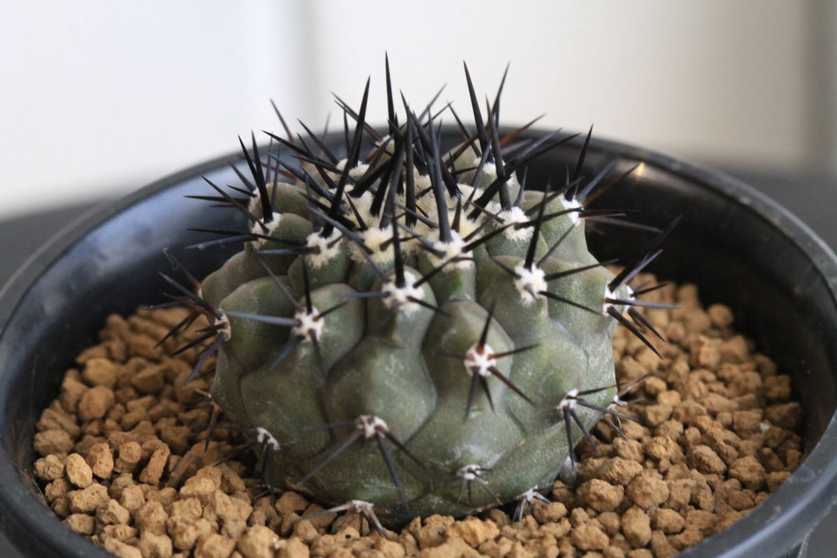 コピアポア　黒王丸　実生　開花　copiapoa fit=scale-down,w=1200