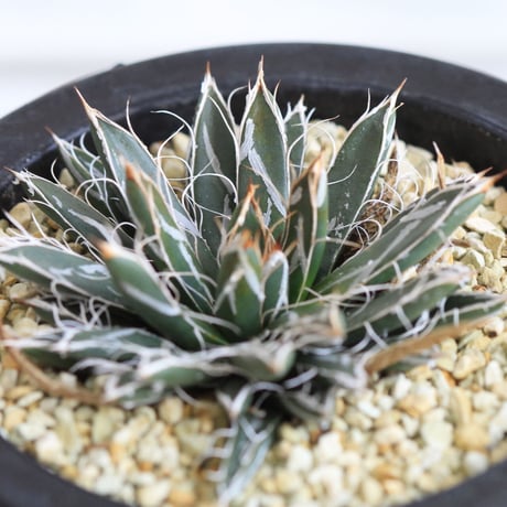Agave　特小型姫乱雪