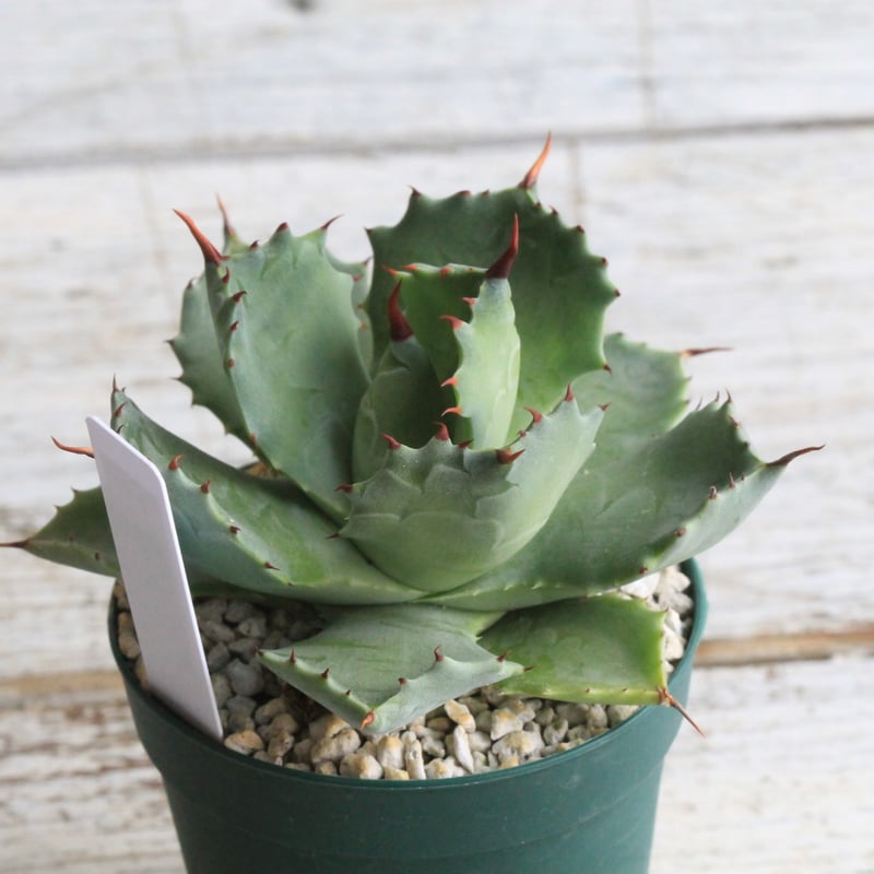 アガベ イシスメンシス 旧雷帝① | hanayoshi-botanical