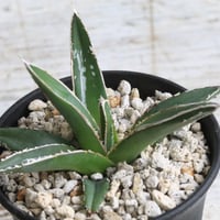 アガベ 笹の雪 黄覆輪鮮明斑 | hanayoshi-botanical