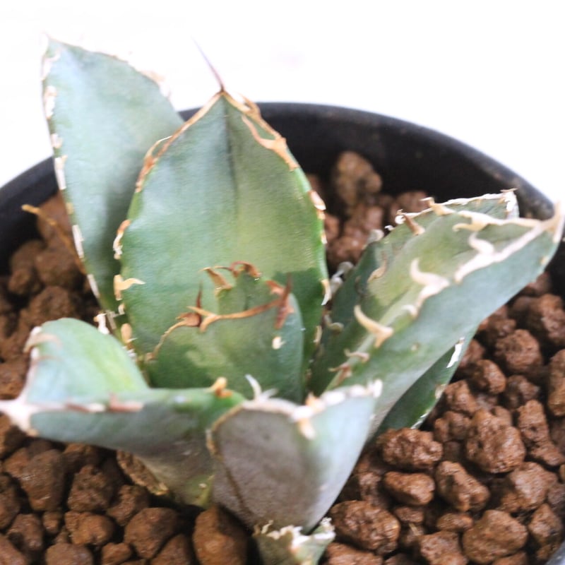 アガベ チタノタ スーパー白鯨 | hanayoshi-botanical