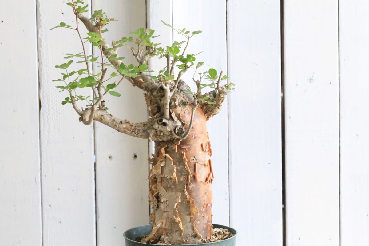 ブルセラファガロイデス