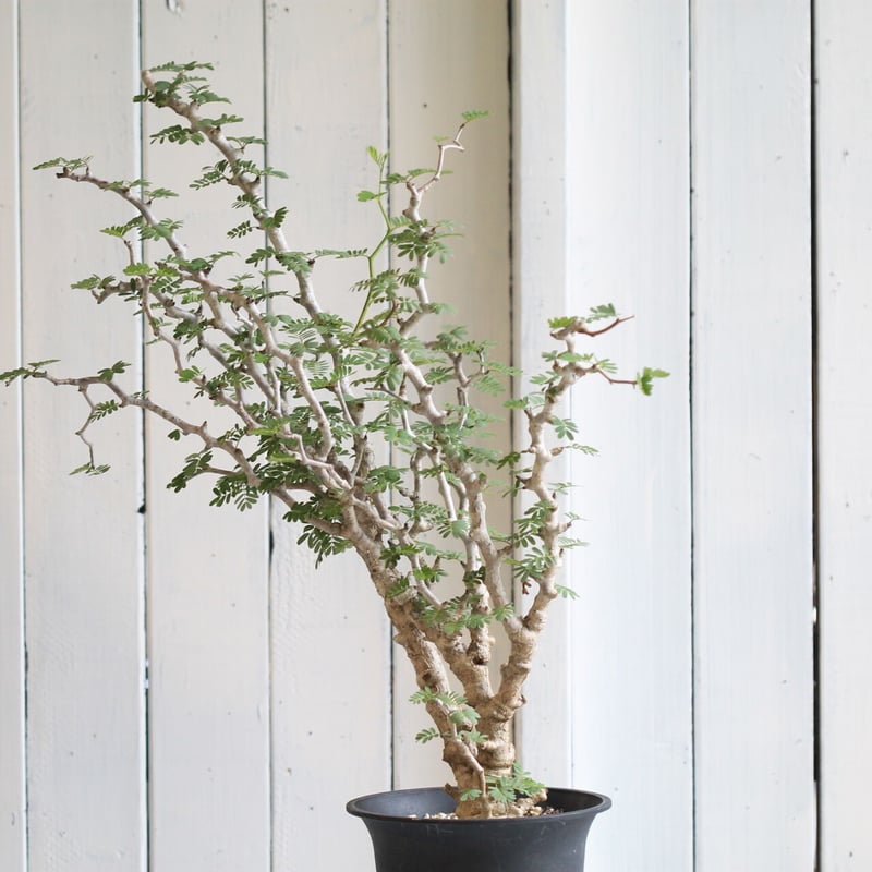 センナ メリディオナリス | hanayoshi-botanical