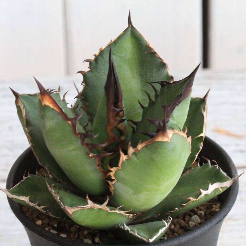 アガベ チタノタ ブラックファイヤー 黒火焰 | hanayoshi-botanical