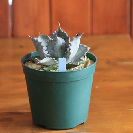 agave isthmensis アガベ　イスツメンシス