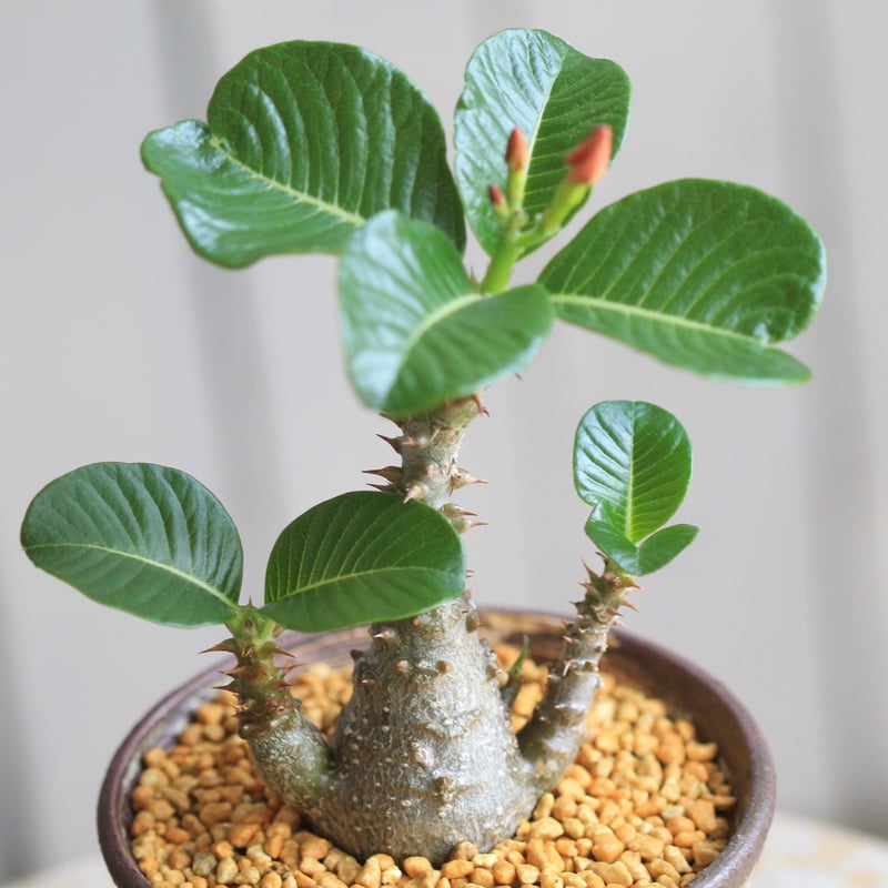 パキポディウム ウィンゾリー 実生 | hanayoshi-botanical パキポディウム ウィンゾリー 実生 | hanayoshi-botanical