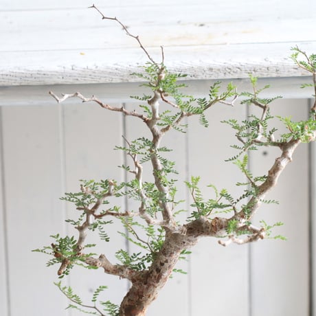 Commiphora　モンストローサ