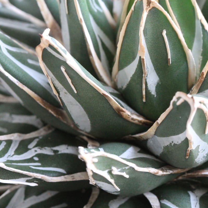 アガベ 爪白姫笹の雪 | hanayoshi-botanical