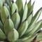 Agave Royal Spine アガベ・ロイヤルスピン