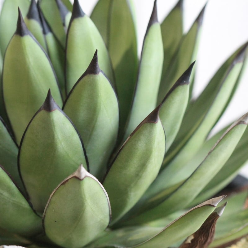 Agave Royal Spine アガベ・ロイヤルスピン | hanayoshi-botan
